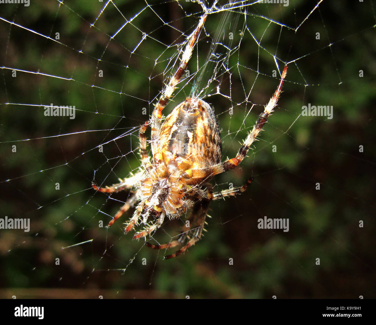 Cross spider hung on the net Stock Photo