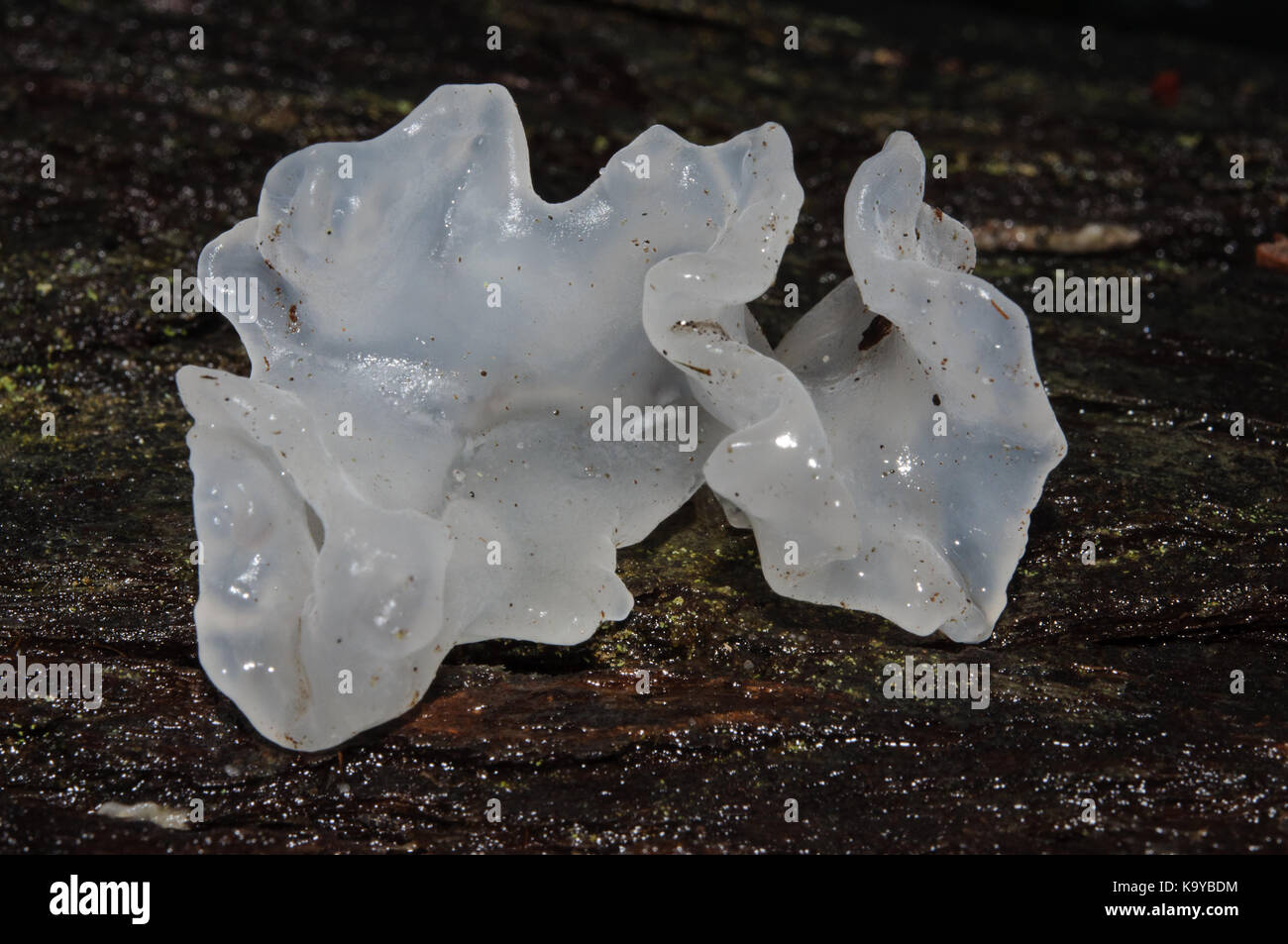 Gelatinous Fungus Stock Photo