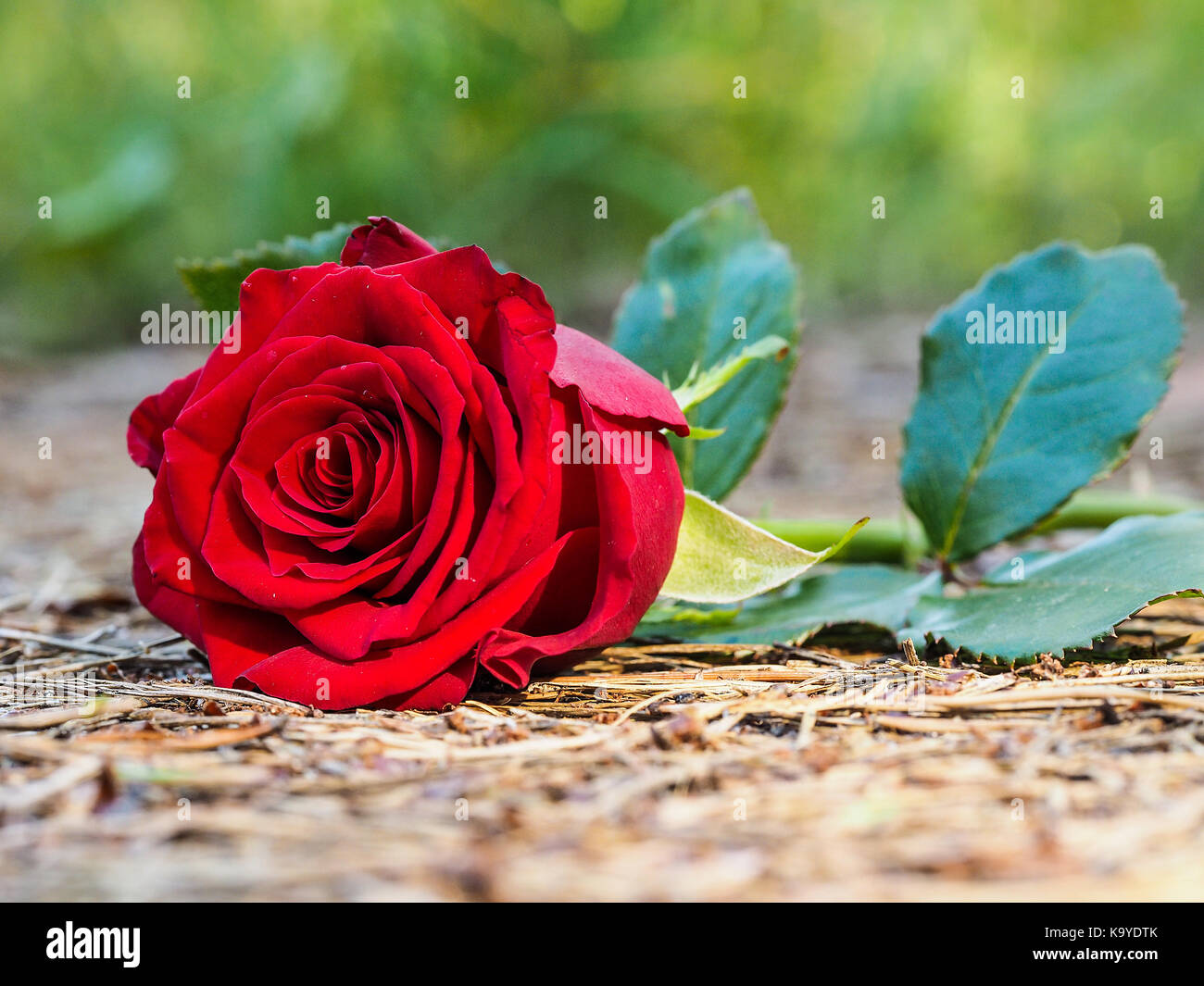 Red rose hi-res stock photography and images - Alamy