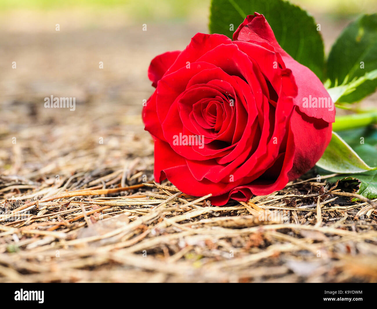 Red rose flower Stock Photo