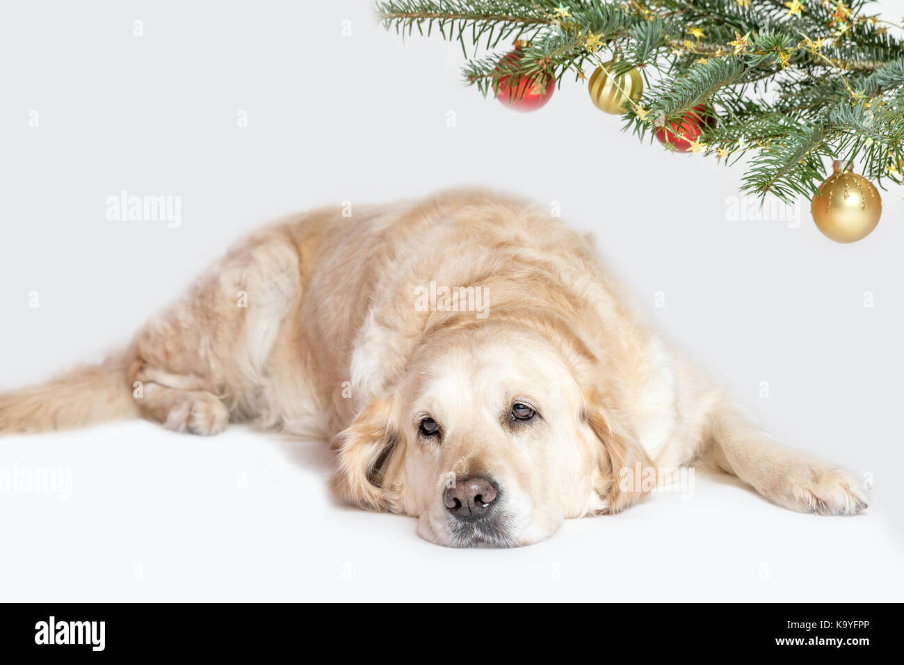 Cool Golden Retriever Dog is lying under a branch of a Christmas tree Stock Photo