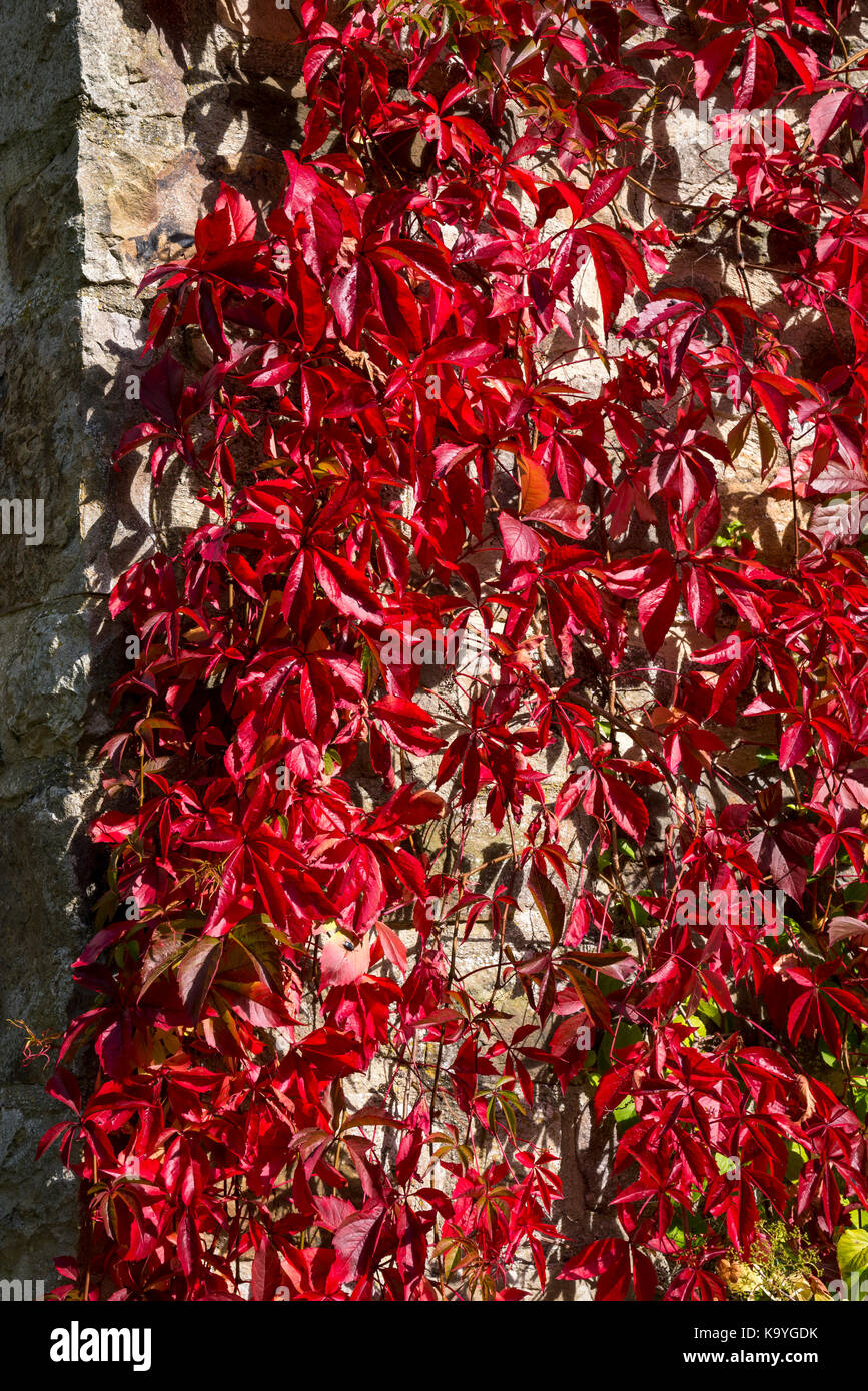 Brilliant red Virginia creeper on an old stone wall in autumn sunshine. Stock Photo