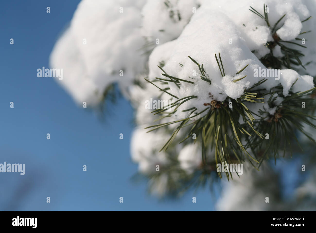 pine branch covered with fresh snow in the morning, shallow focus Stock ...