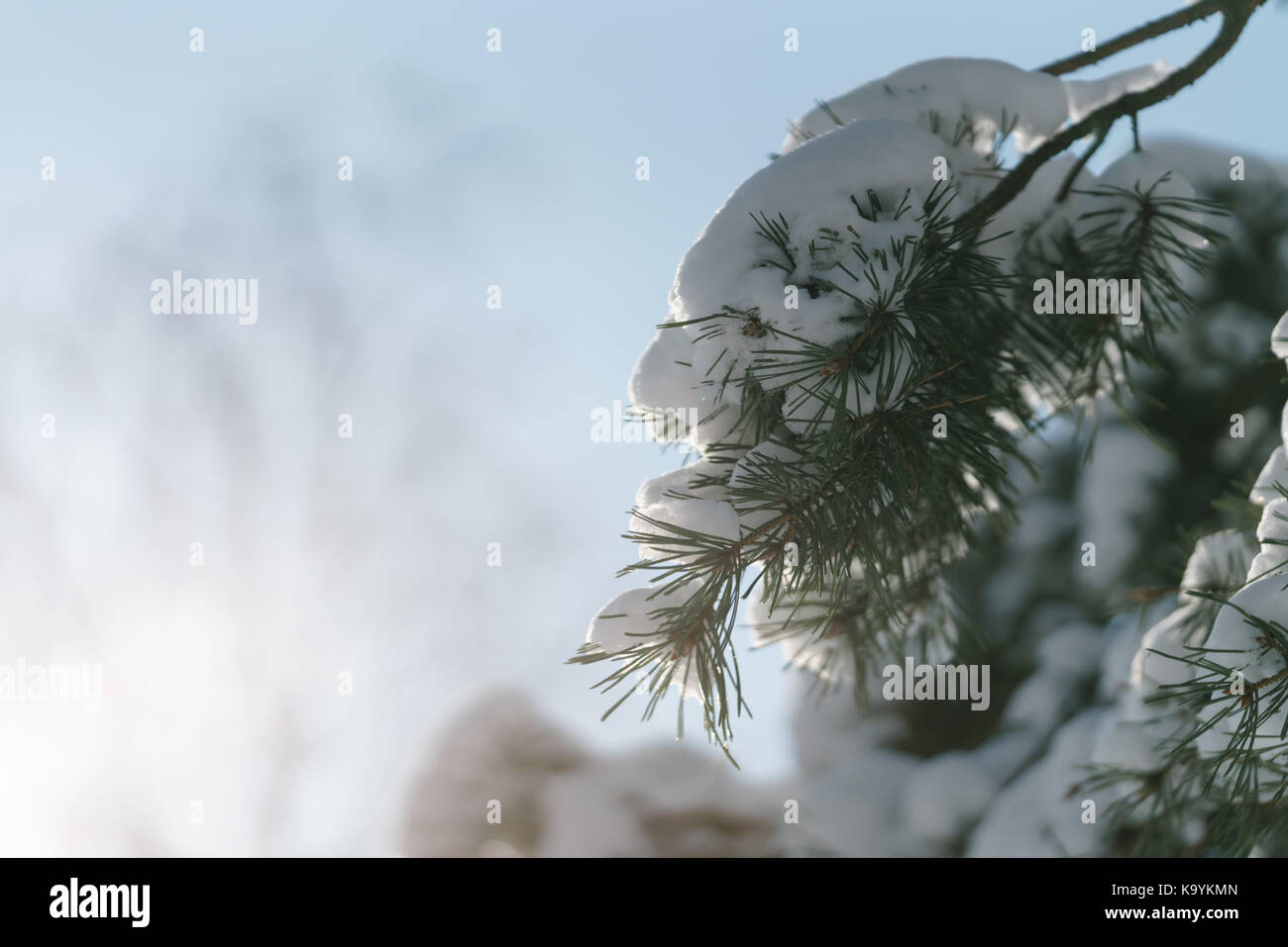 pine branch covered with fresh snow in the morning, shallow focus Stock ...