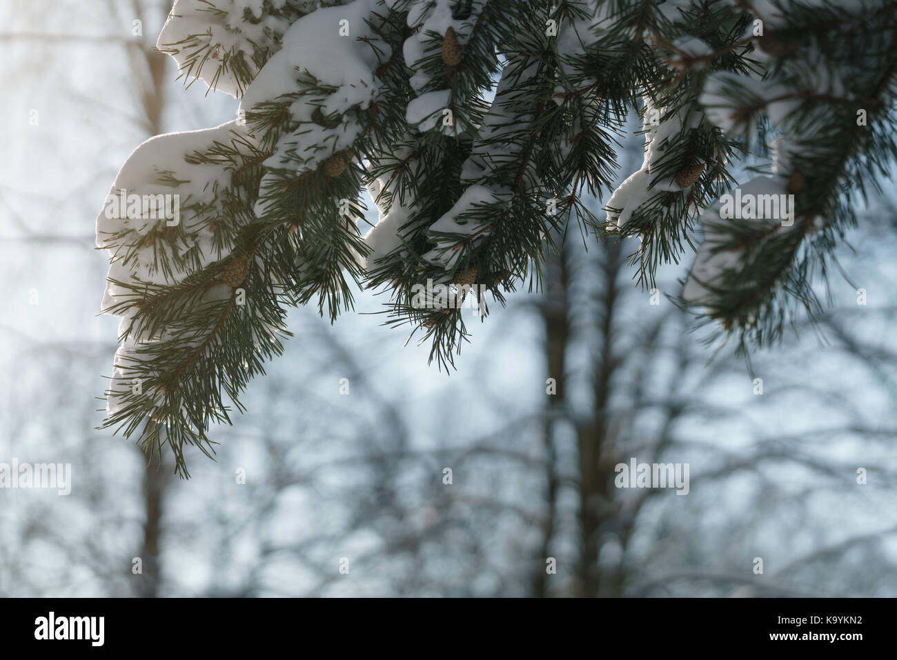 pine branch covered with fresh snow in the morning, shallow focus Stock ...