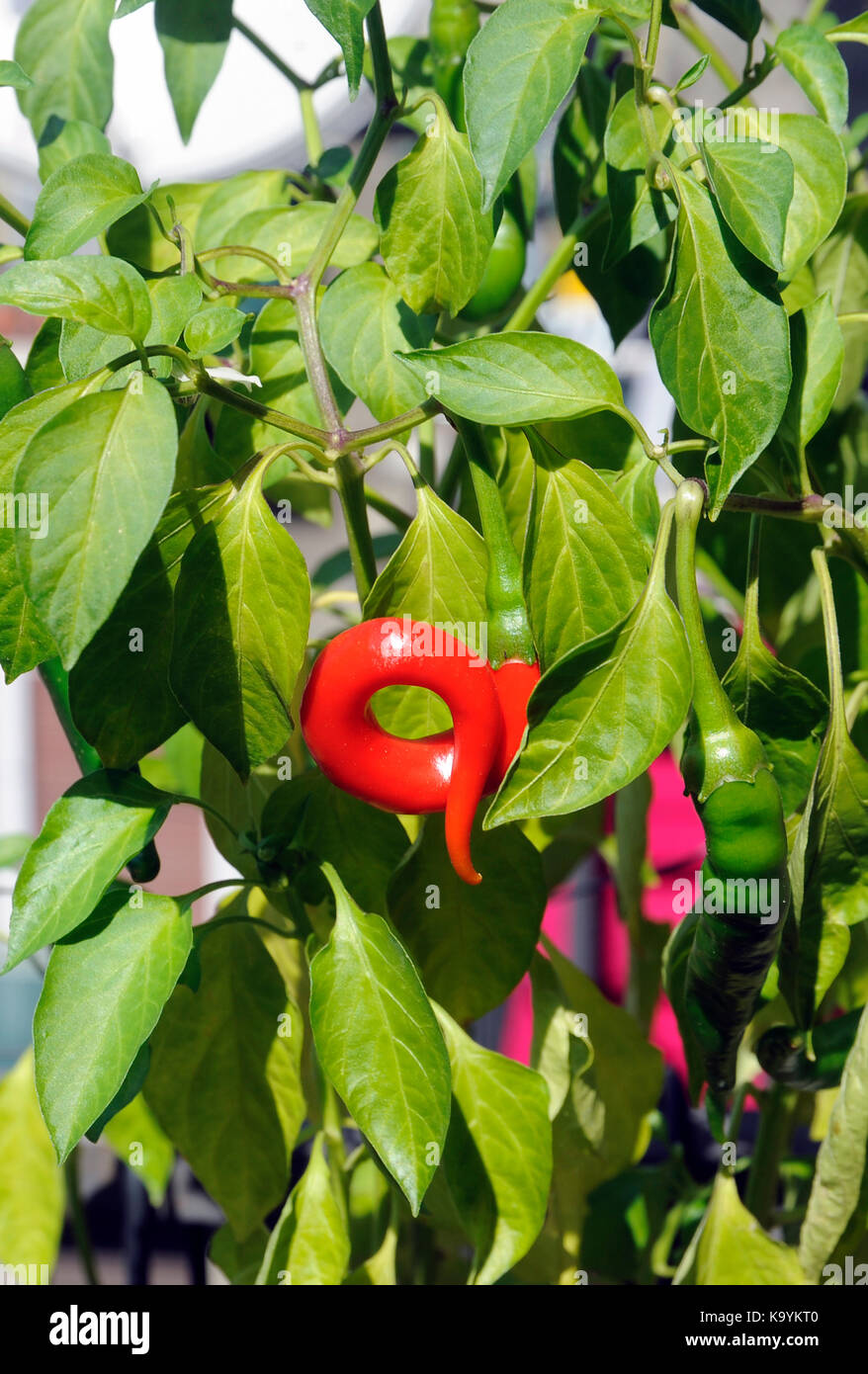 spicy chili plant Stock Photo
