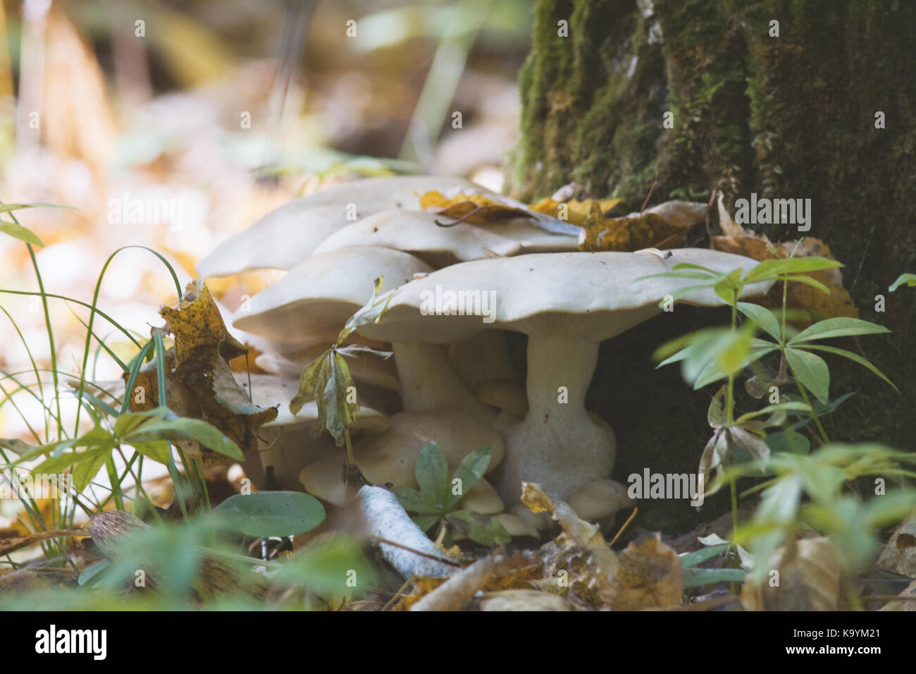 Group of mushrooms Tricholoma sudum - growing under tree in forest Stock Photo