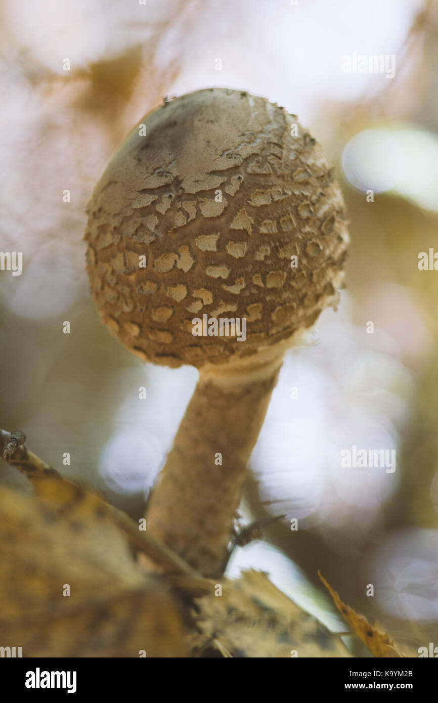 Umbrella Mushroom Macrolepiota procera - close up Stock Photo