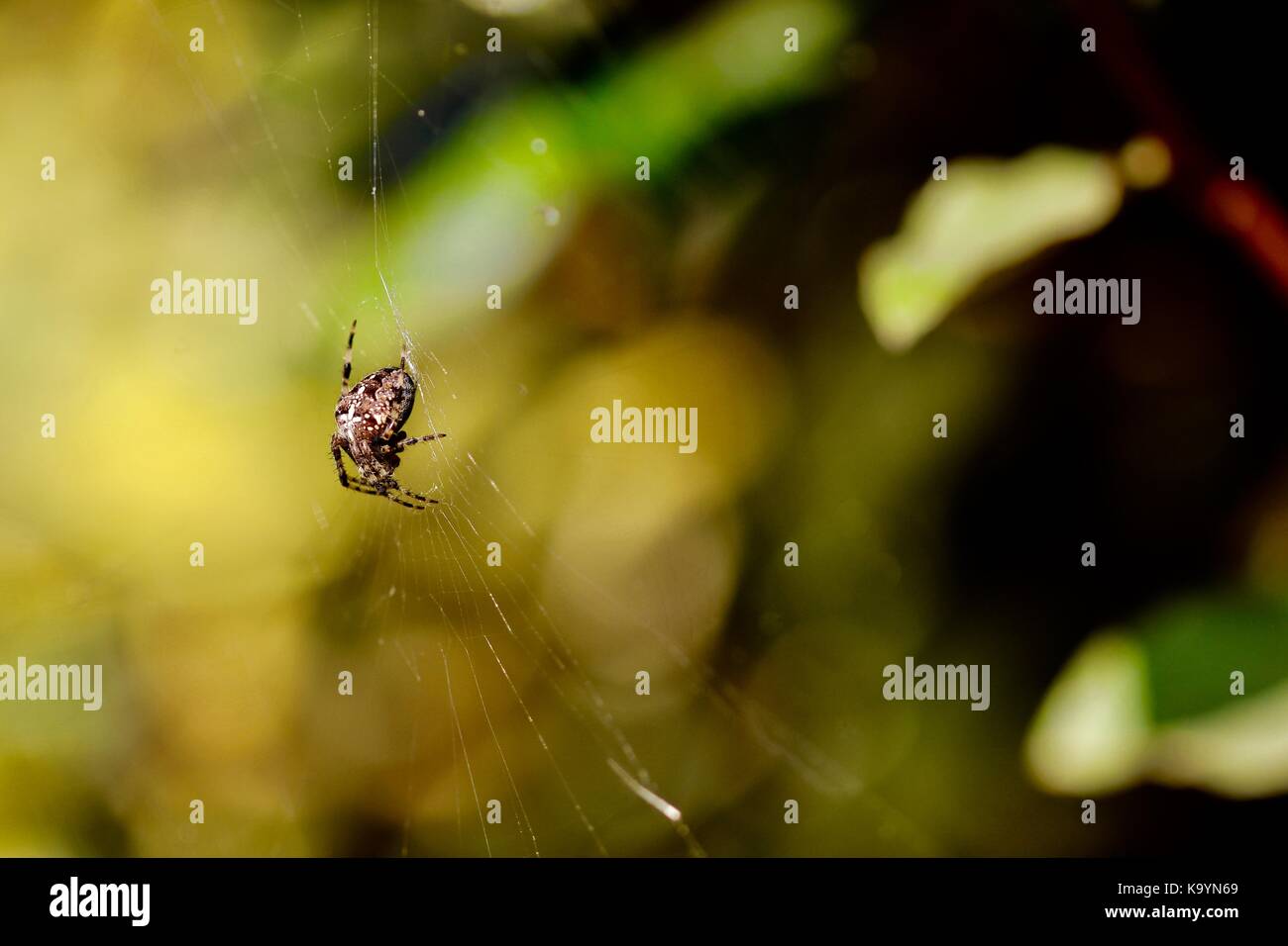 Orb Weaver Spider In A Suffolk Garden UK Stock Photo Alamy orb-weaver-spider-in-a-suffolk-garden-uk-stock-photo-alamy