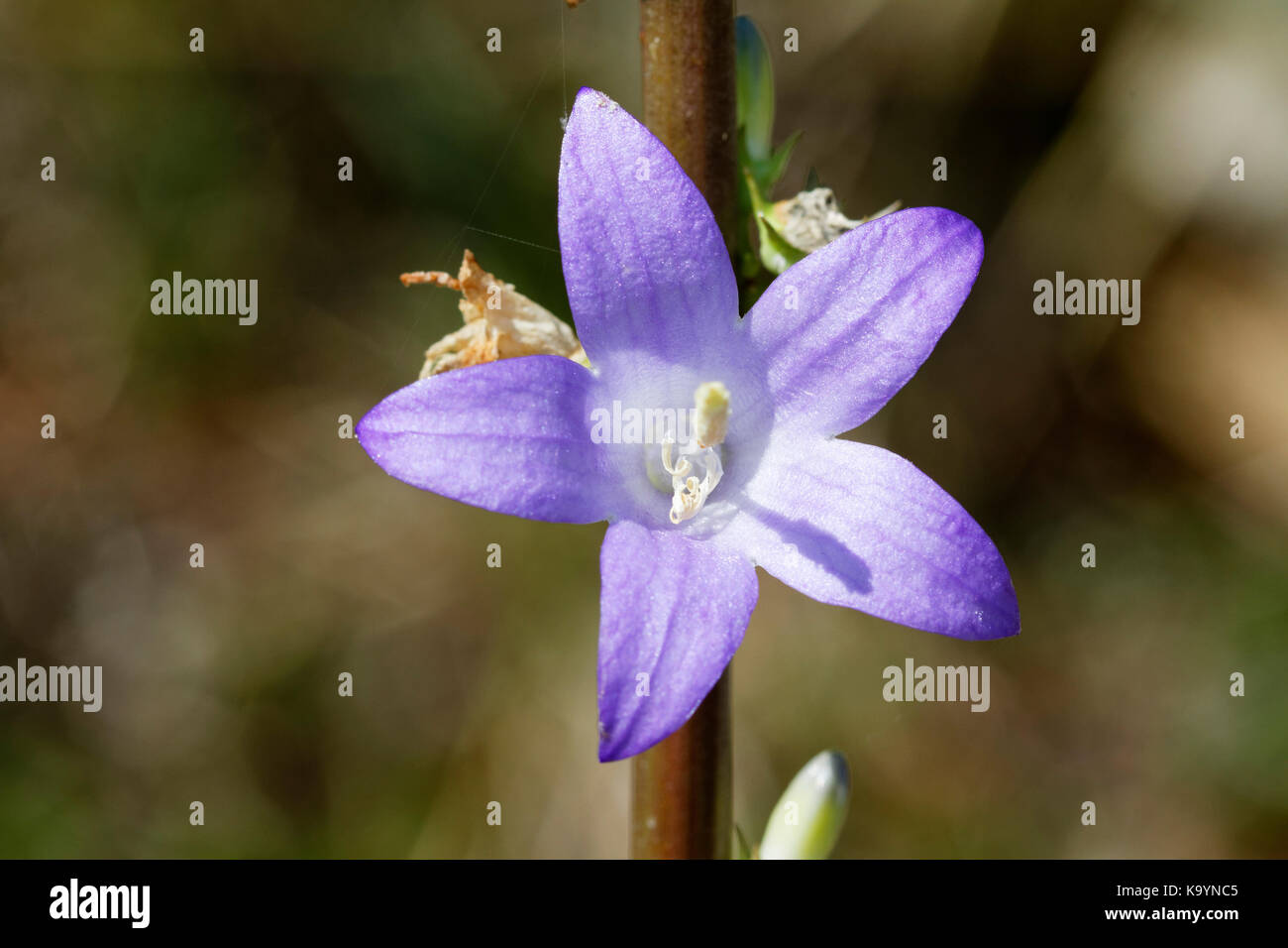 The flower of Campanula pyramidalis (chimney bellflower) in Ucka Nature Park Stock Photo