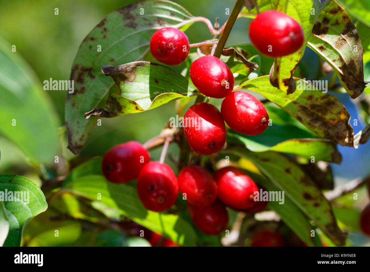 Ripe fruit of Cornus mas, called  Cornelian cherry, European cornel or Cornelian cherry dogwood Stock Photo