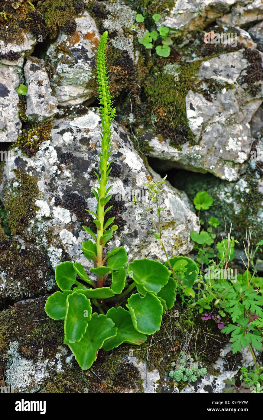 this is Umbilicus rupestris, the Navelwort or Wall Pennywort, from the family Crassulaceae Stock Photo