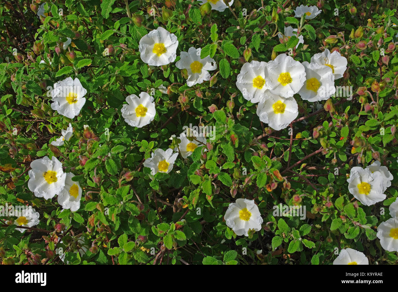 the wildflower Cistus salvifolius, the Sage-leaved rock-rose or Salvia cistus, from the family Cistaceae Stock Photo