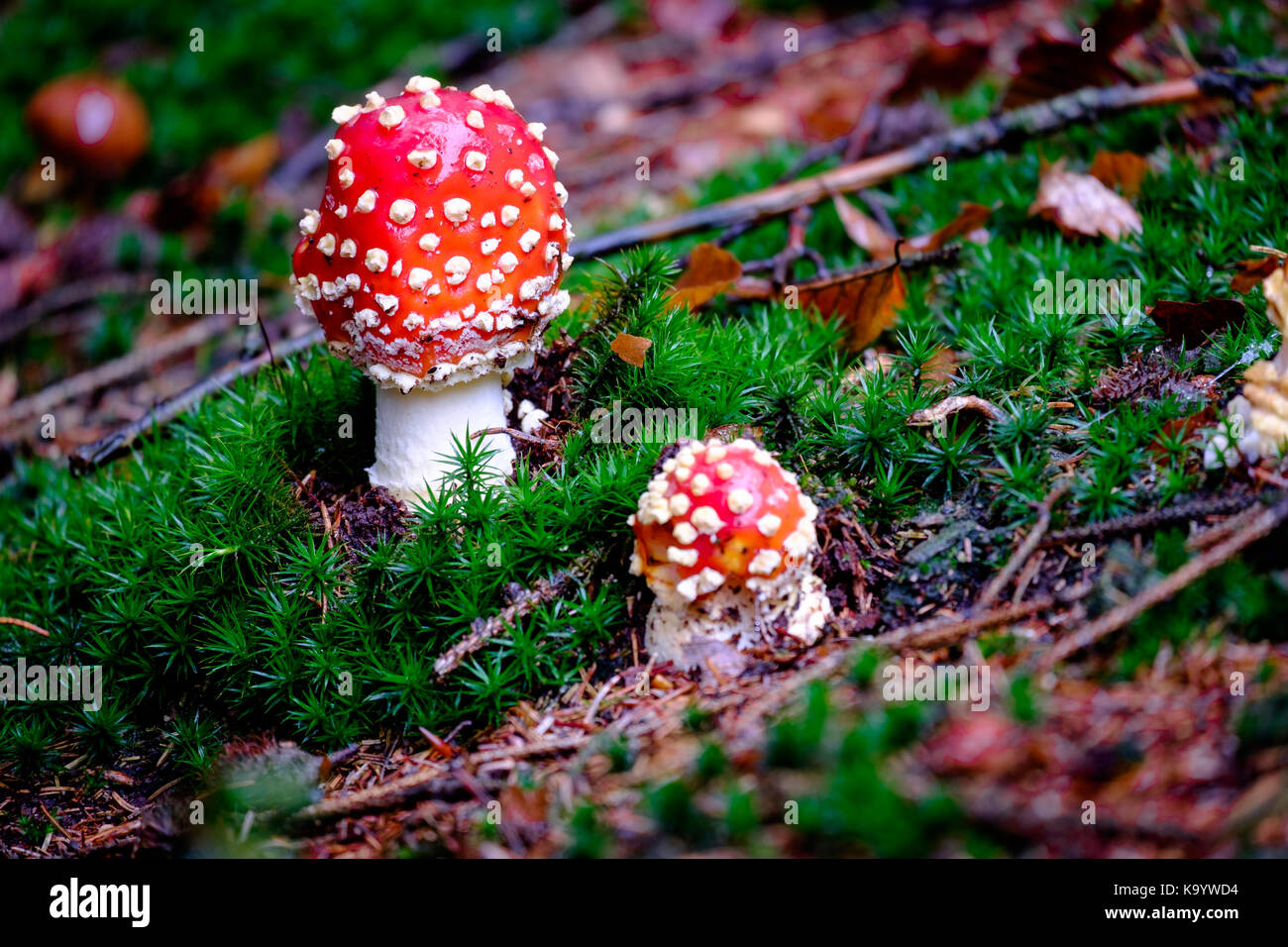 Amanita Muscaria, poisonous mushroom in the natural forest background Stock Photo