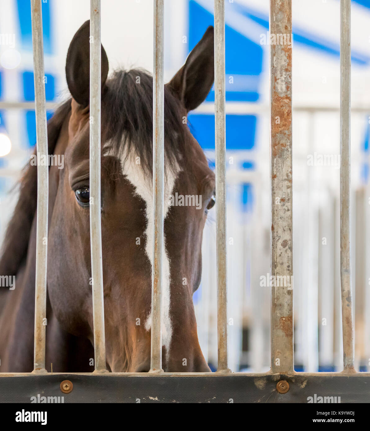 horse looking through the bars of the stall Stock Photo