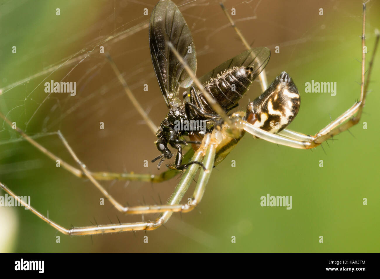 Web spinning UK spider Linyphia triangularis with captured female fly, Bibio species, prey Stock Photo