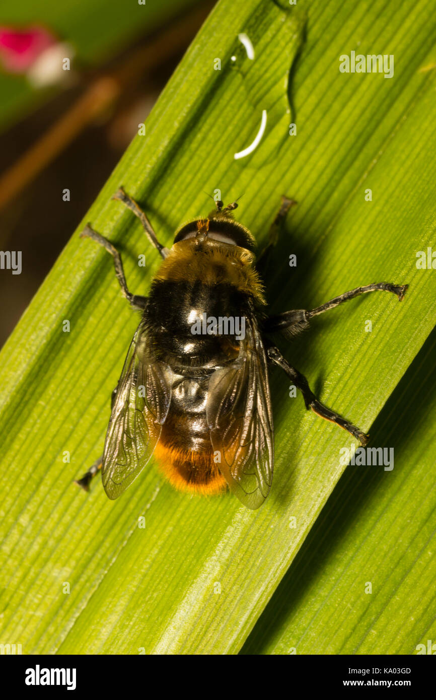 Adult male Narcissus fly, Merodon equestris, a nee mimic hoverfly and pest of daffodil and other bulbs Stock Photo