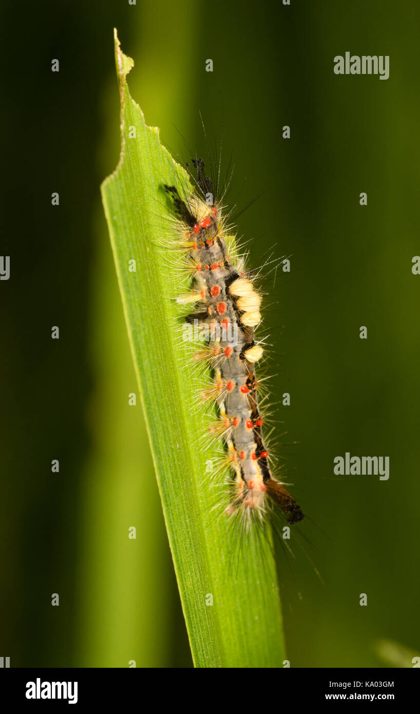 Yellow tufted form of the caterpillar of the UK native Vapourer moth, Orgyia antiqua Stock Photo