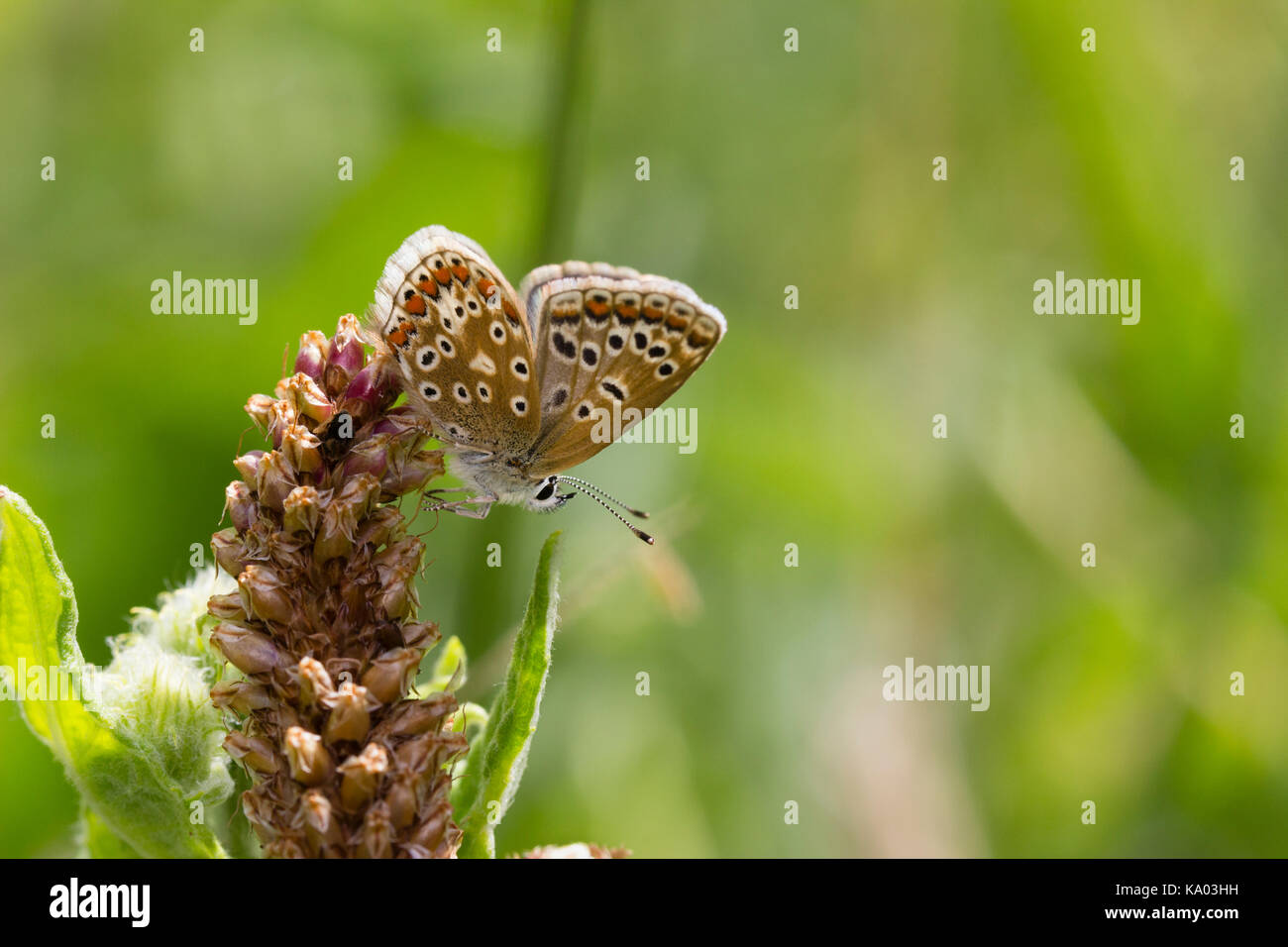 Female common blue butterfly, Polyommatus icarus, in typical head down resting position Stock Photo
