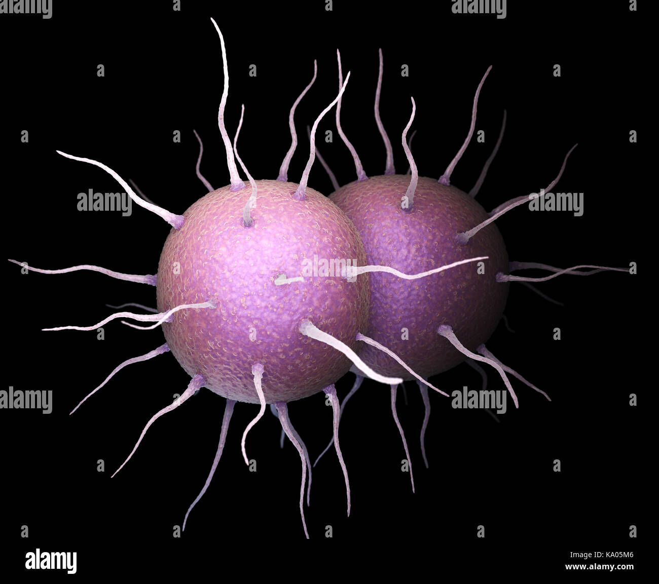 Neisseria gonorrhoeae, the bacterium responsible for the sexually transmitted infection Gonorrhea. 3D illustration Stock Photo