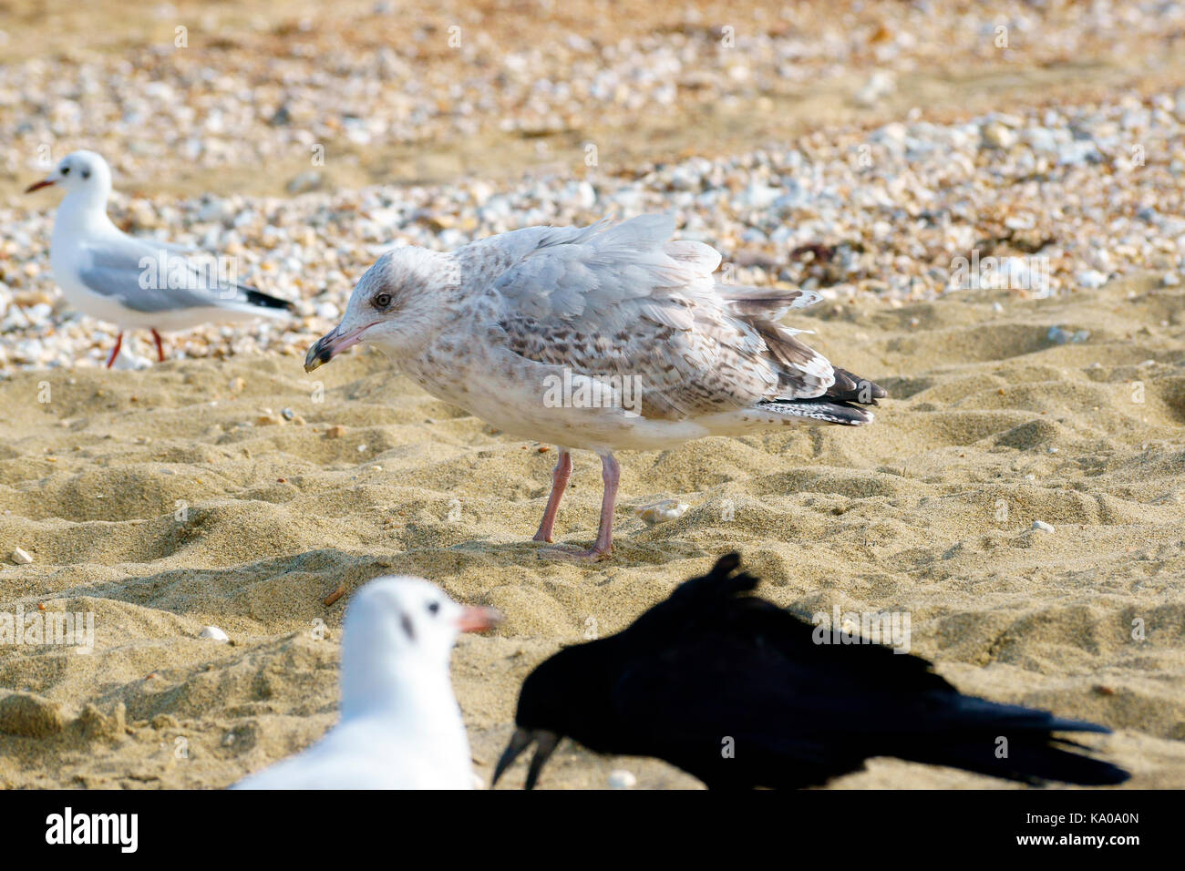 SEAGULL ON THE BEACH Stock Photo Alamy