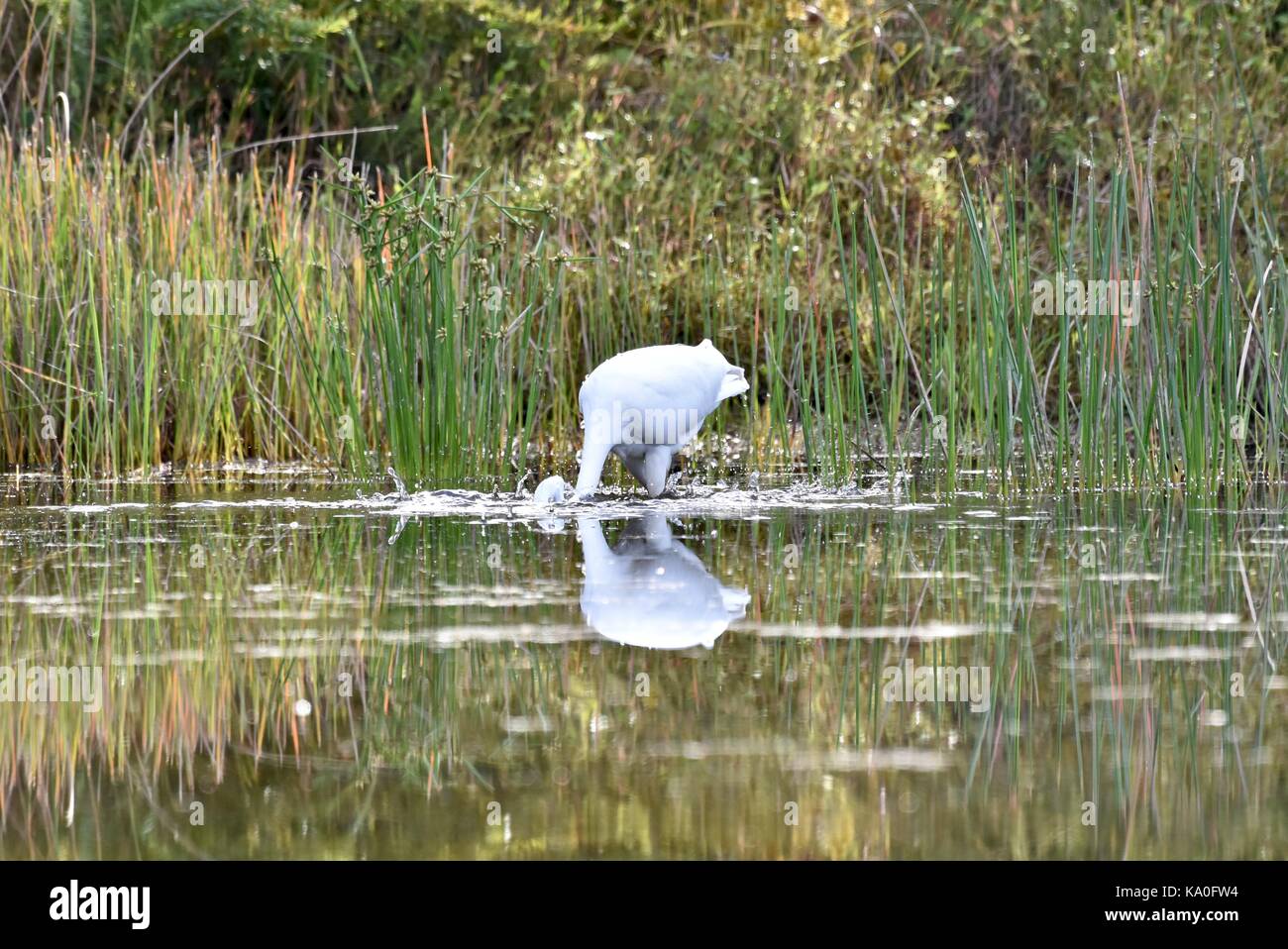 Great egret (Ardea alba) hunting for food Stock Photo Alamy