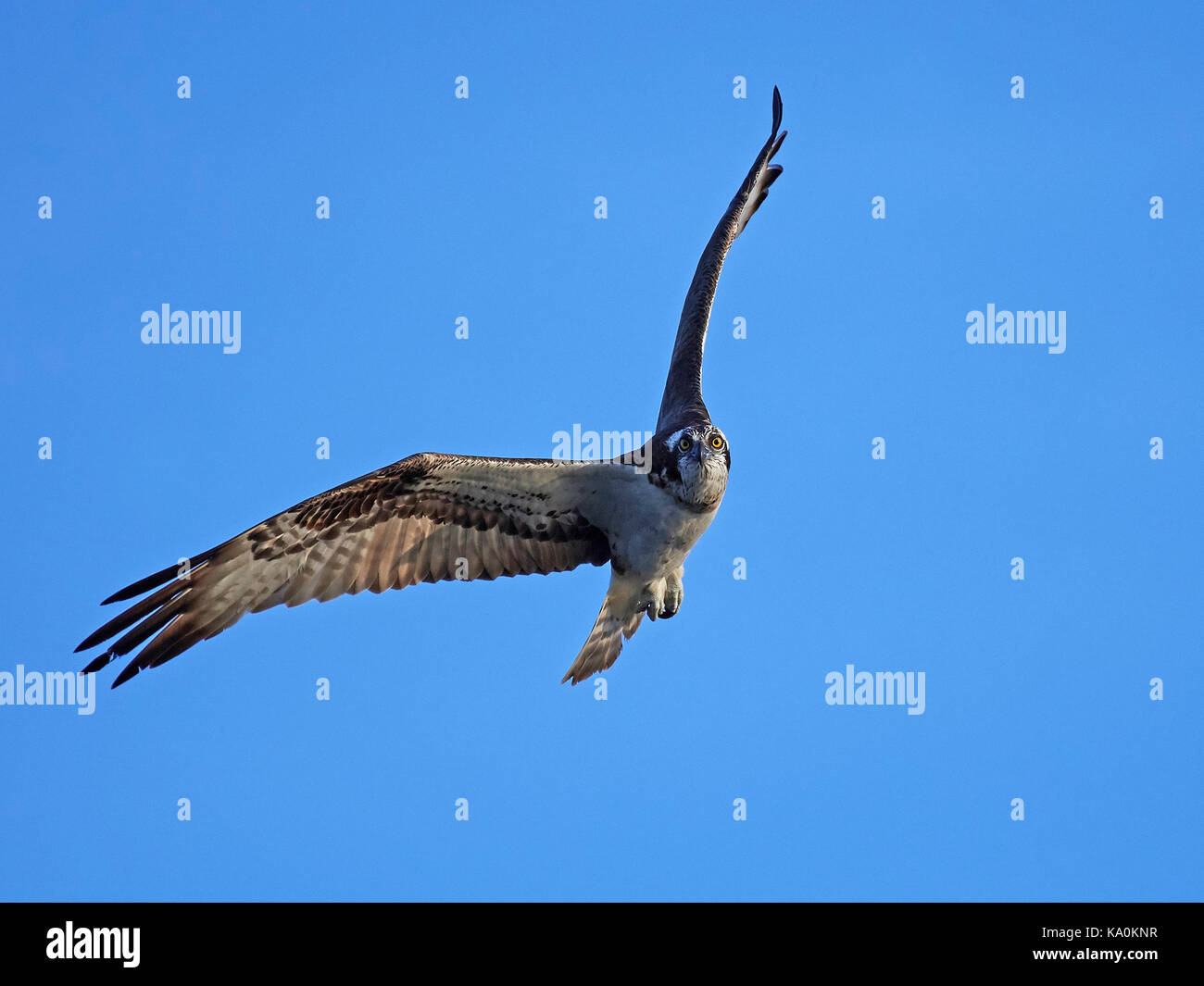 Osprey in flight with blue skies in the background Stock Photo - Alamy