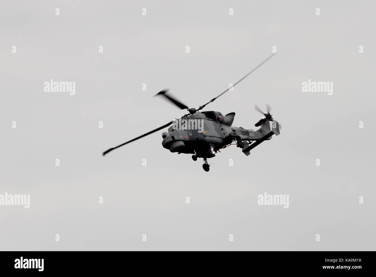 ZZ375, and AgustaWestland Wildcat HMA.2 operated by the Royal Navy's helicopter display team, the Black Cats, at East Fortune in East Lothian. Stock Photo