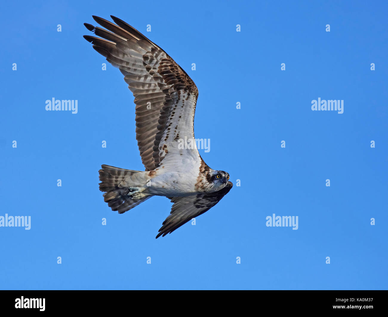 Osprey in flight with blue skies in the background Stock Photo - Alamy