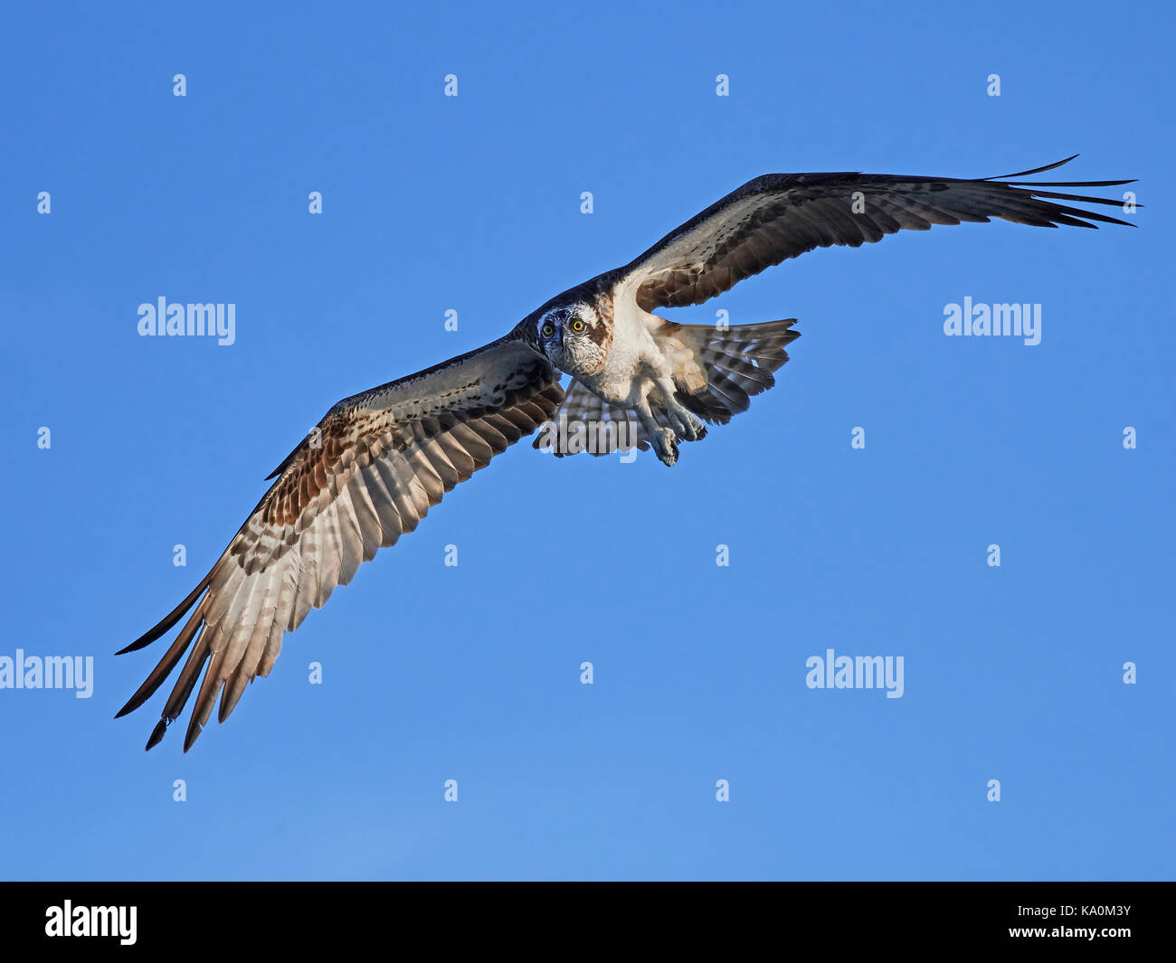 Osprey in flight with blue skies in the background Stock Photo - Alamy