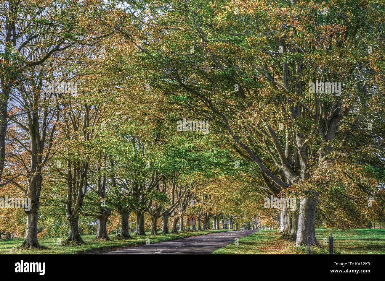 Famous Beech tree avenue Stock Photo Alamy