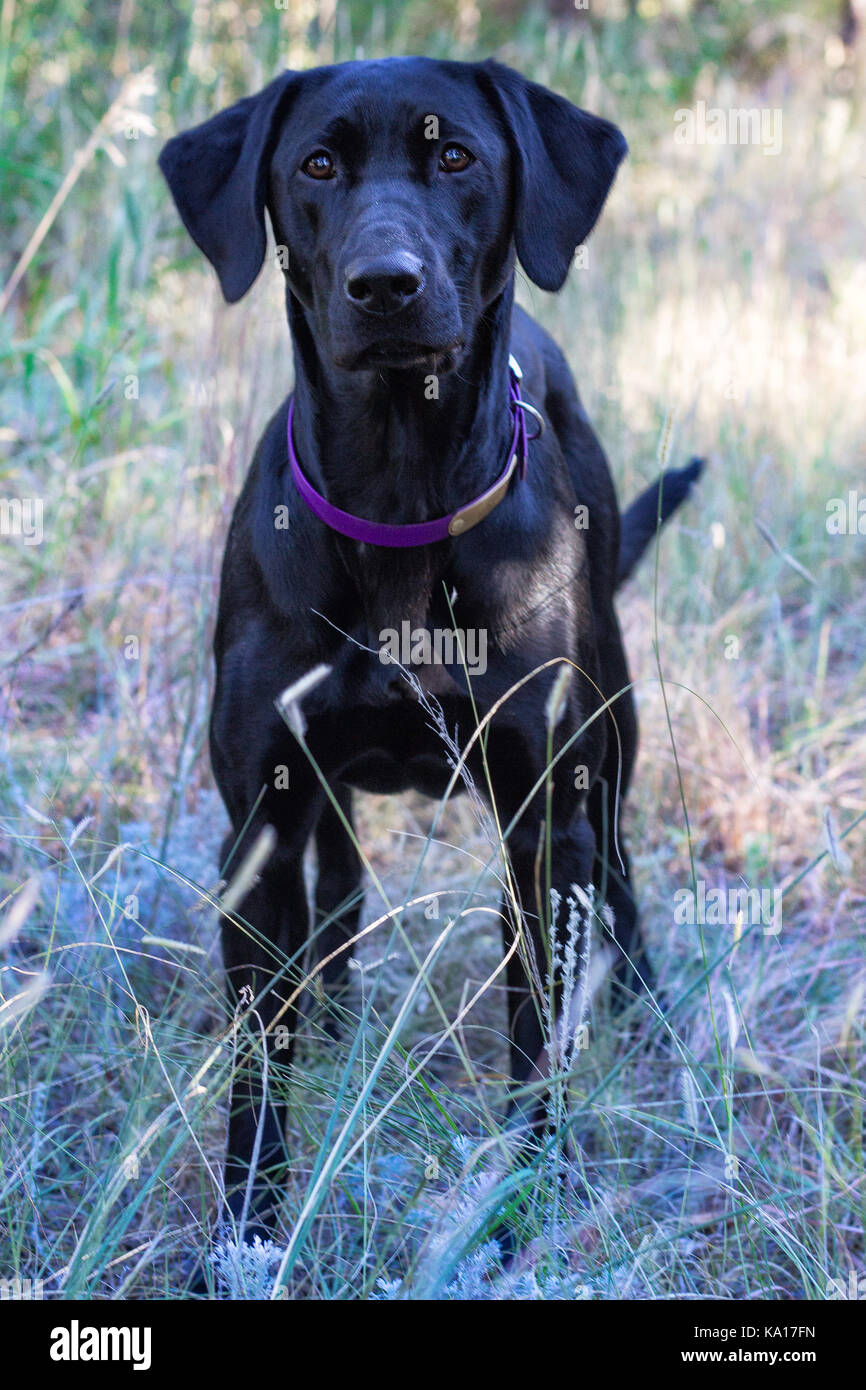 Labrador webbed feet hires stock photography and images Alamy