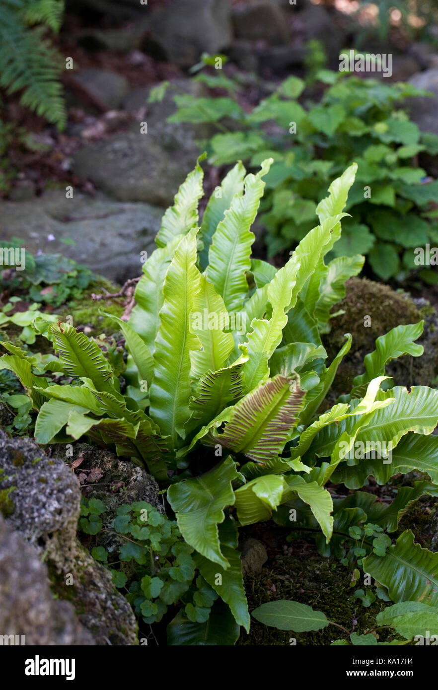 Asplenium scolopendrium. Hart's tongue fern. Stock Photo