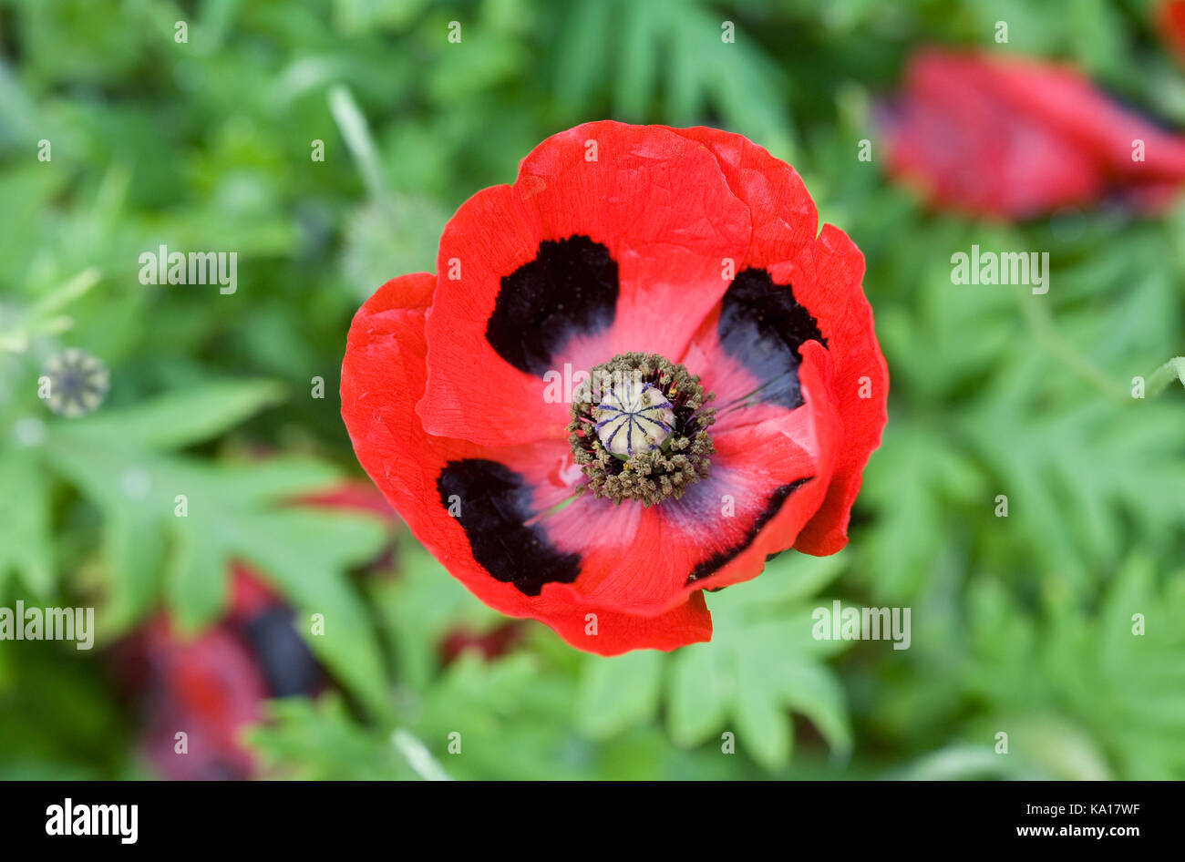 Papaver commutatum 'Ladybird' flower. Ladybird poppy. Stock Photo