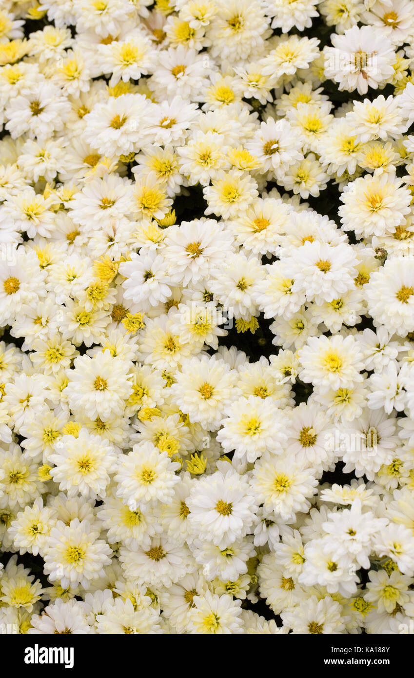 Small flowered chrysanthemums. Stock Photo