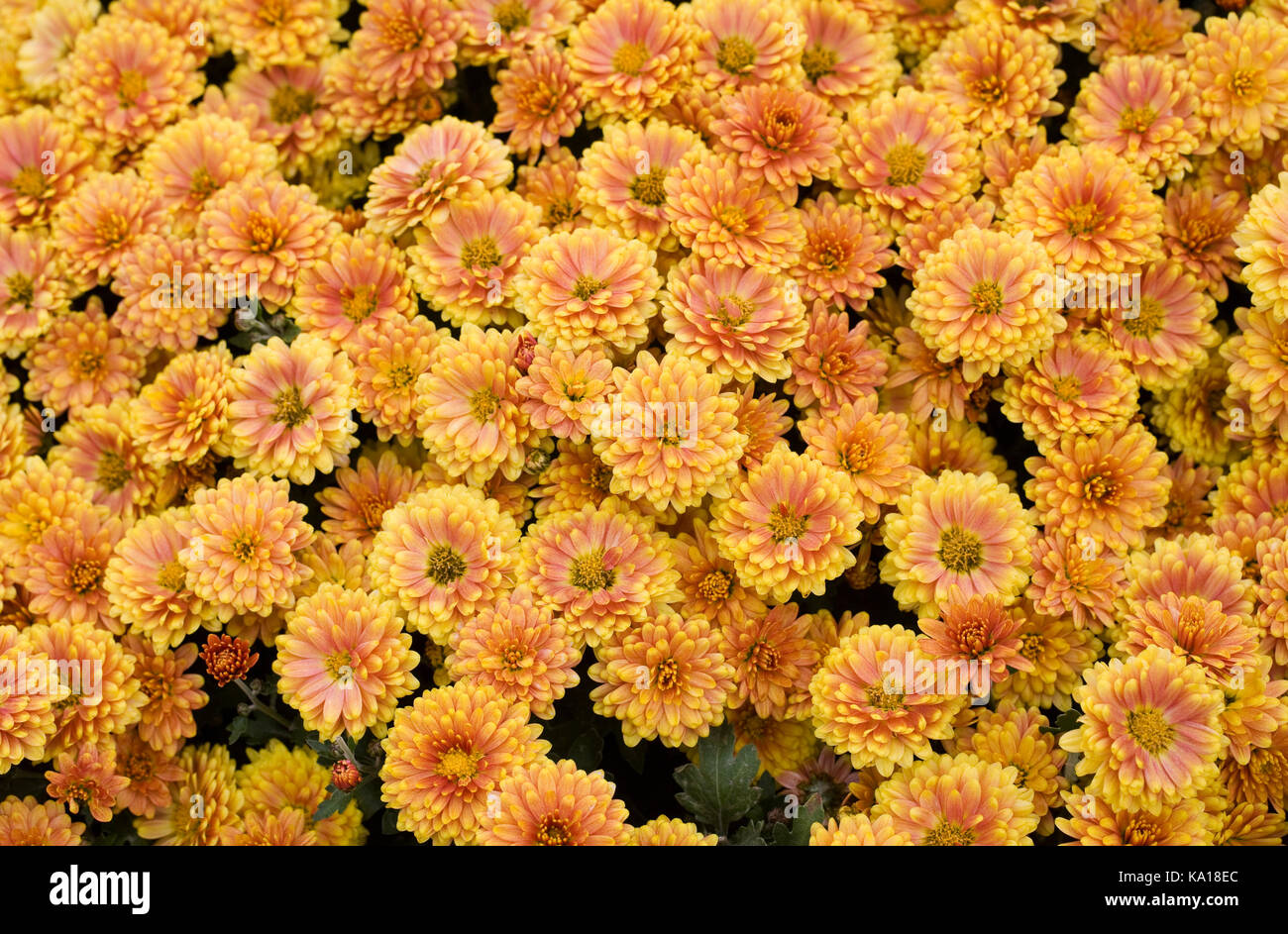 Small flowered chrysanthemums. Stock Photo