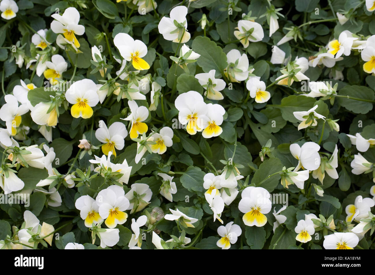 White and Yellow violas. Stock Photo
