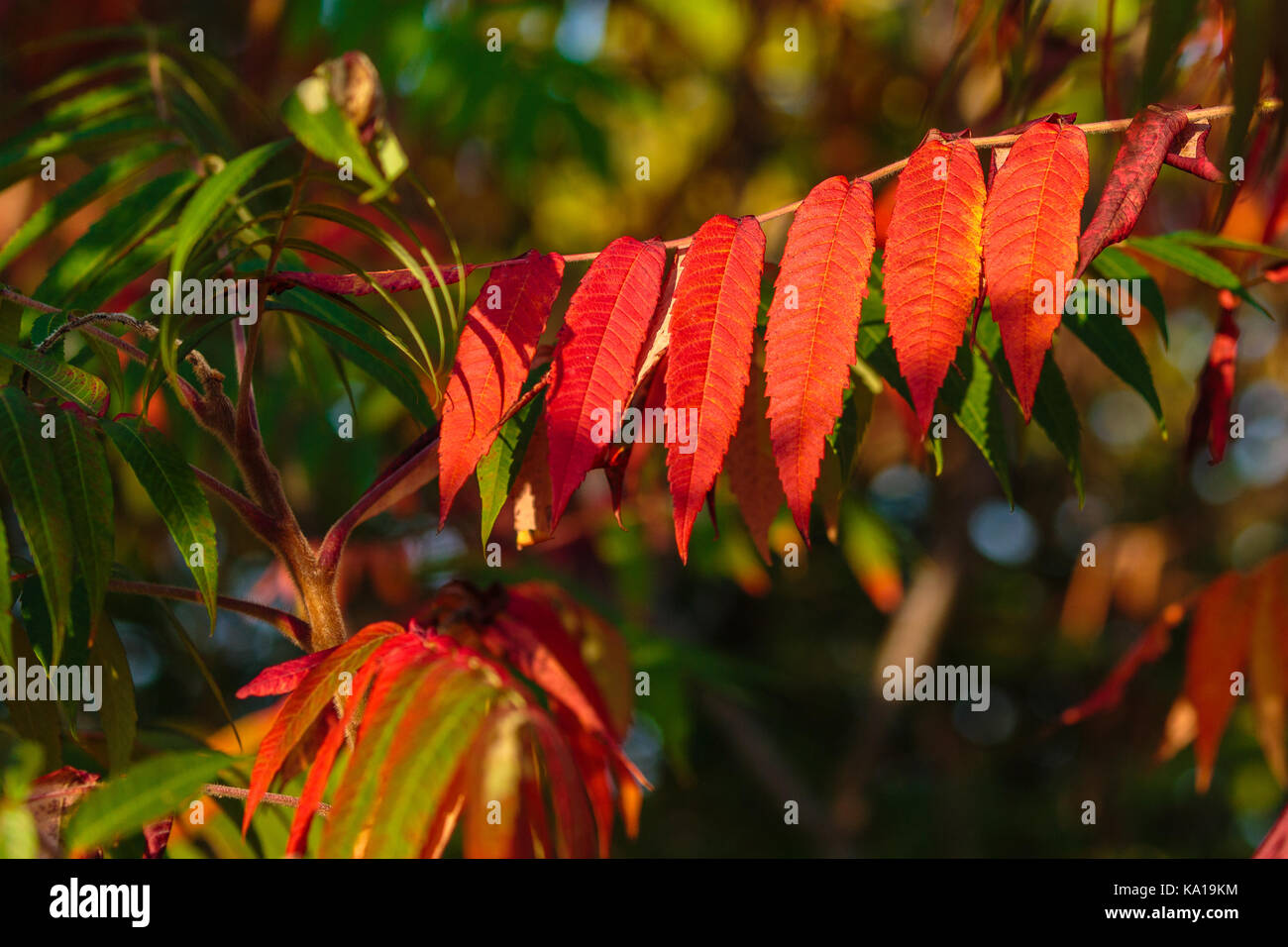 Sumac (anacardiaceae) leaves turned red in autumn Stock Photo Alamy