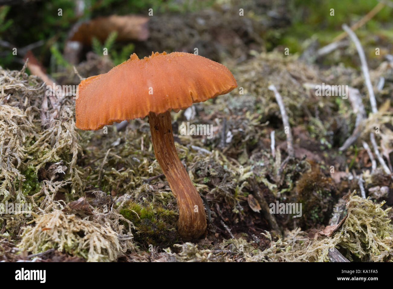 Common deceiver toadstool (Laccaria laccata) on heathland during autumn Stock Photo
