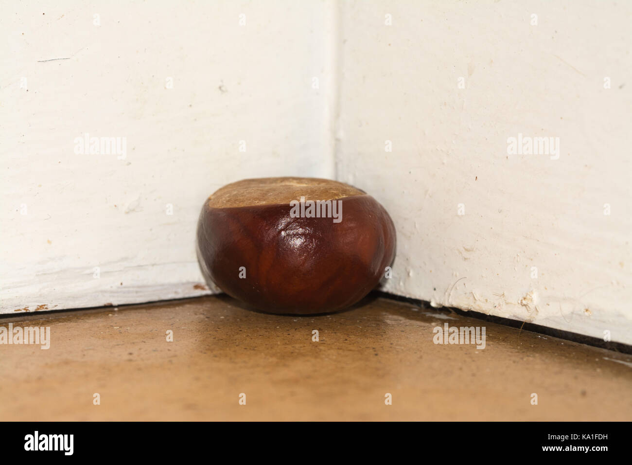 Conker or horse chestnut placed in the corner of a room to deter spiders Stock Photo