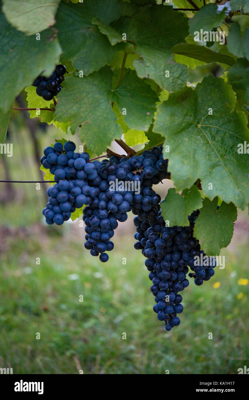 Macro photography of fresh large blue grapes with leaves hanging in