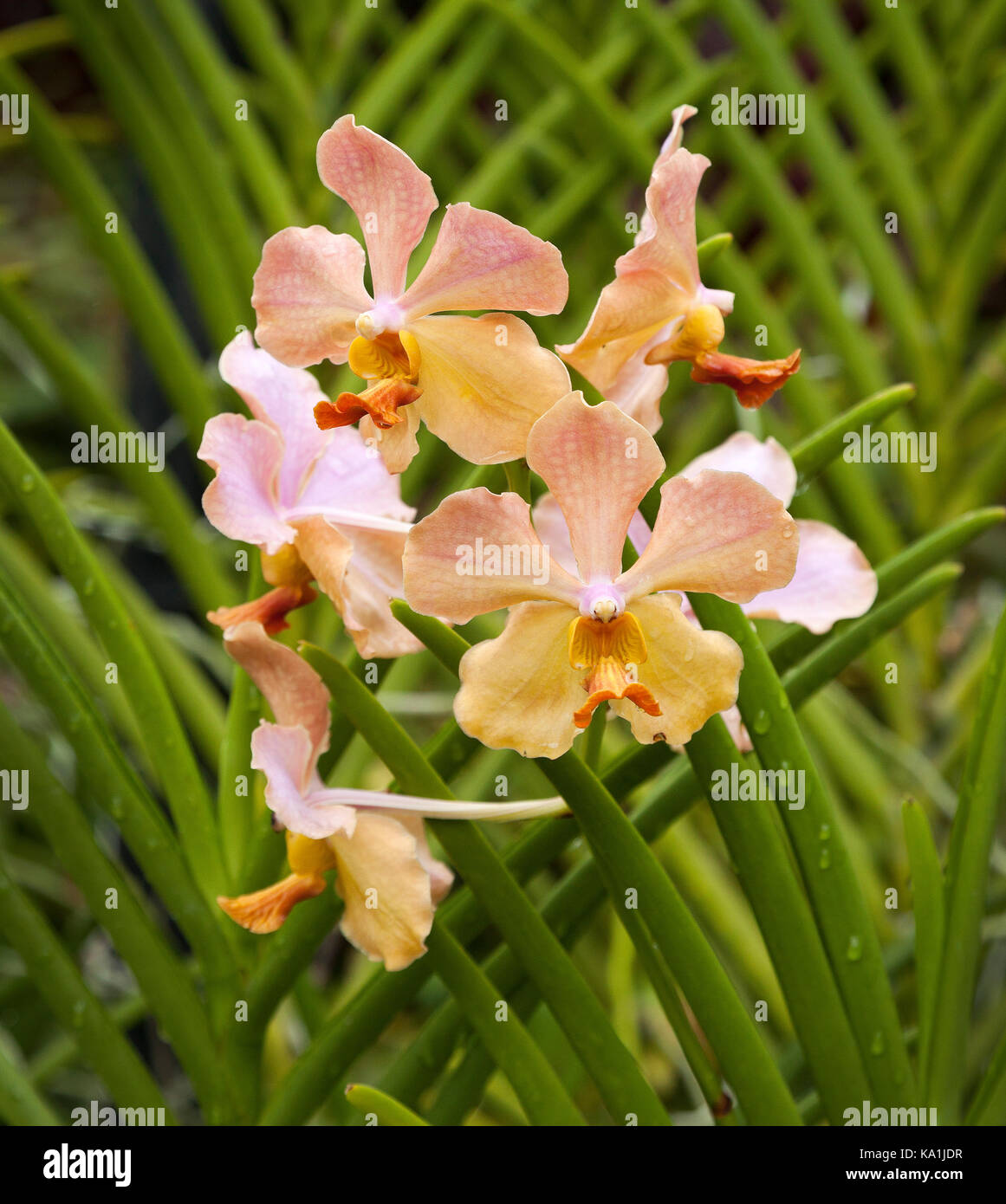 Tropical orchid, Singapore Botanic Gardens Stock Photo Alamy