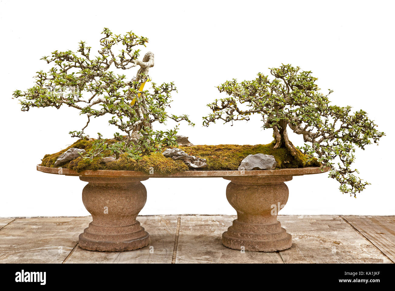 Bonsai trees, 'Bonsai' is a Japanese pronunciation of the earlier Chinese term penzai. Also called 'tray planting' Stock Photo