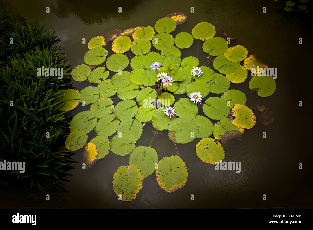 Water lilies, Nymphaea sp. Singapore Stock Photo
