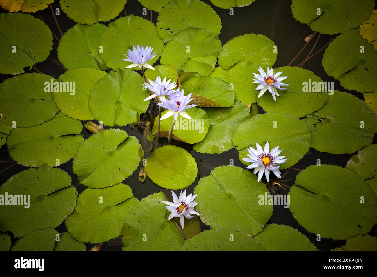 Water lilies, Nymphaea sp. Singapore Stock Photo