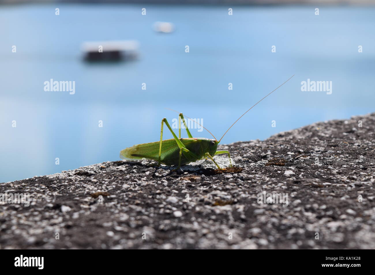 Cricket on a dam Stock Photo Alamy
