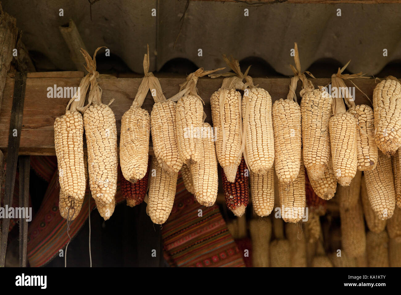 Drying harvested corn for the winter, Cat Cat village, Sapa, Vietnam Stock Photo