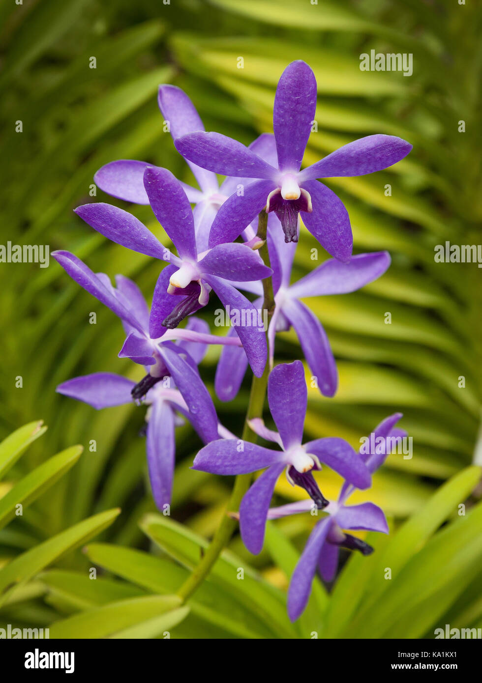 Tropical orchid, Aranda Wan Chark Kuan, Singapore Botanic Gardens. Stock Photo