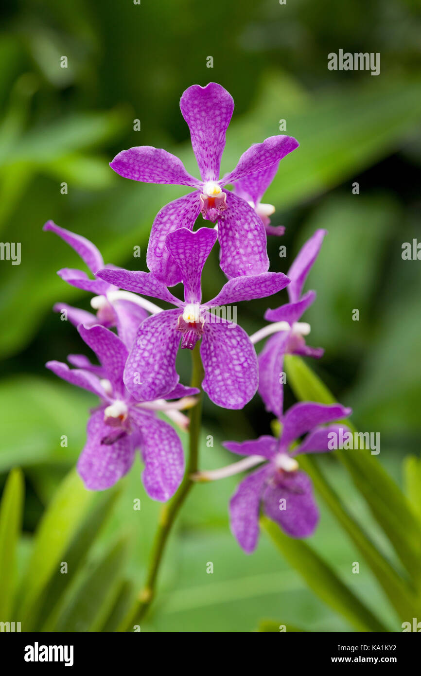 Aranda Chao Praya 'Boy Blue', Tropical orchid, Singapore Botanic Gardens. Stock Photo