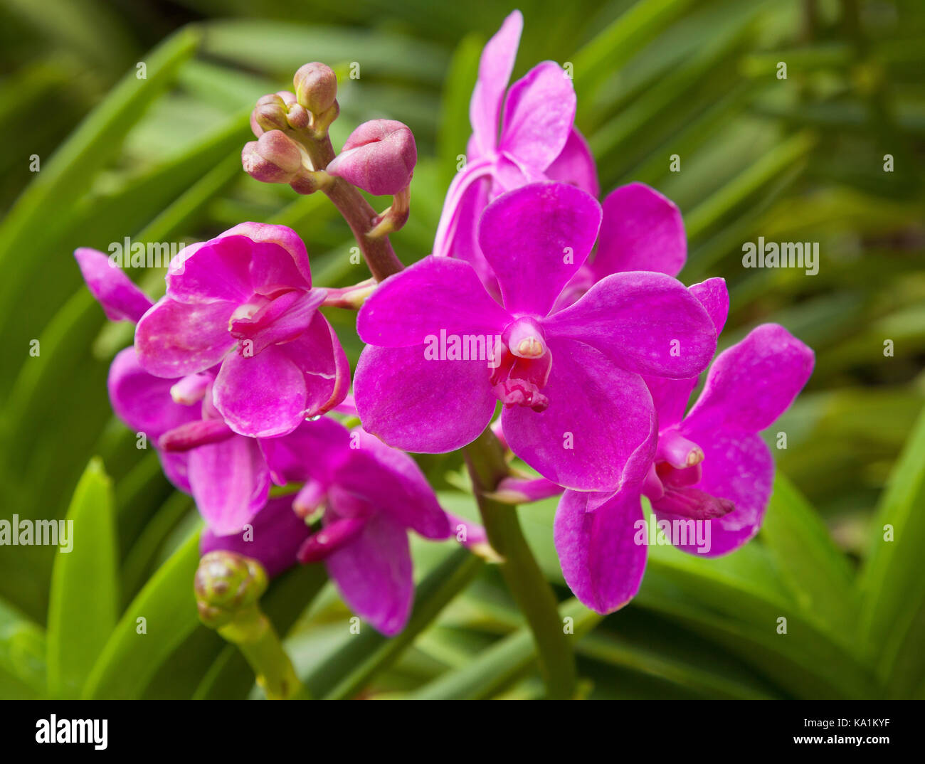 Aranda Yip Siew Leng, Tropical orchid, Singapore Botanic Gardens. Stock Photo